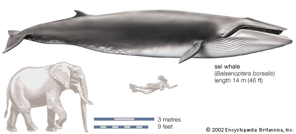 Sei whale